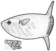 Familia Molidae_claves_04.jpg